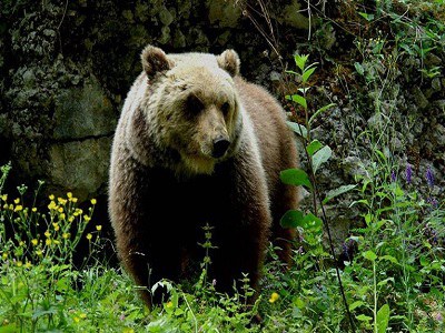 Orsi problematici in Provincia di Trento: piano e azioni