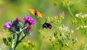 22 maggio: Giornata mondiale della biodiversità
