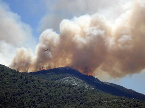 Incendi boschivi, il fuoco lascia il segno sugli ecosistemi forestali