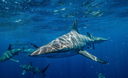 L’impatto della pesca sulle popolazioni di squali nel Mediterraneo