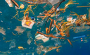 L’invasione delle plastiche in mare