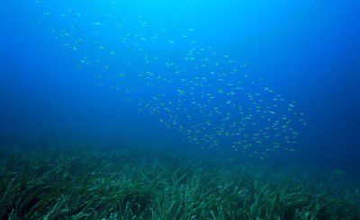 Sea Forest Life, un progetto contro il degrado delle praterie di Posidonia