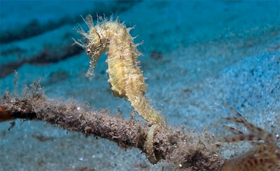 Spiaggia ecologica e Citizen Science