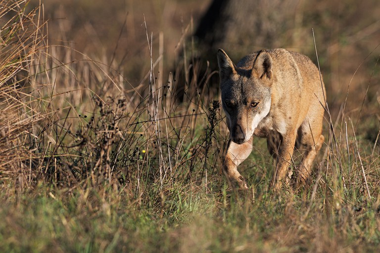 Abbattimento di lupi nel Parco Nazionale d’Abruzzo