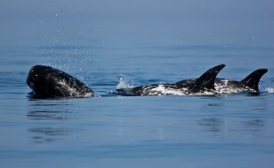 Affinare gli strumenti per la conservazione dei cetacei
