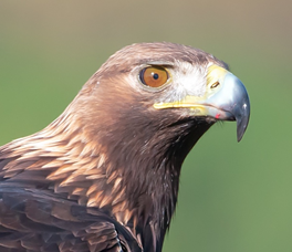 Foto di Massimo Piacentino Foto di Massimo Piacentino