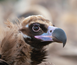 Foto di Massimo Piacentino Foto di Massimo Piacentino