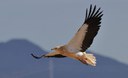 Il capovaccaio, un avvoltoio in volo tra estinzione e conservazione