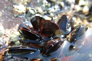 Climate change and ocean acidification outweigh local stressors in Mediterranean mussels: A multi-method convergence analysis