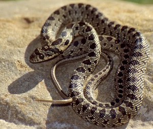 Quando un viaggiatore inconsapevole diventa specie esotica invasiva: il caso del Colubro ferro di cavallo alle Baleari