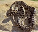 Quando un viaggiatore inconsapevole diventa specie esotica invasiva: il caso del Colubro ferro di cavallo alle Baleari