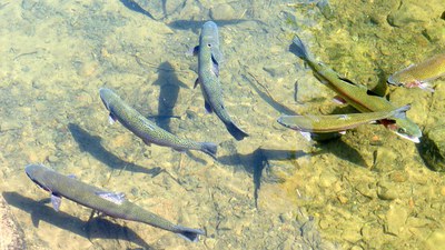 Corso di formazione ambientale “Protect habitats and river species"