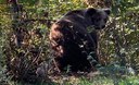 Gestione orsi in Trentino: il caso di M90 e il ruolo dell’ISPRA. Solidarietà dal Ministro dell'Ambiente e della Sicurezza Energetica, Gilberto Pichetto Fratin