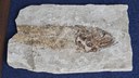 Giornata Internazionale dei Fossili