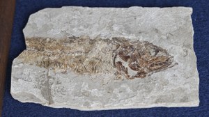Giornata Internazionale dei Fossili