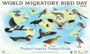 Giornata mondiale degli uccelli migratori 2024