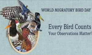 Giornata mondiale degli uccelli migratori 2026
