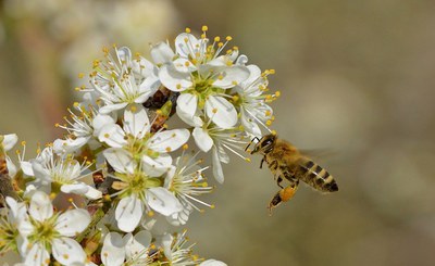 Giornata mondiale delle api 2024
