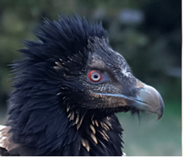 Foto di Massimo Piacentino Foto di Massimo Piacentino