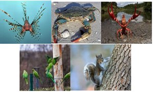 Gli Alieni, la Biodiversità, La Sostenibilità