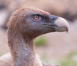 Foto di Massimo Piacentino Foto di Massimo Piacentino