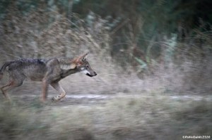 I risultati del monitoraggio nazionale del lupo in un articolo scientifico
