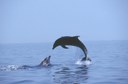 Il contributo ISPRA alla terza edizione della “Valutazione Globale degli Oceani” delle Nazioni Unite Il contributo ISPRA alla terza edizione della “Valutazione Globale degli Oceani” delle Nazioni Unite