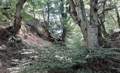 Il Faggeto di Allumiere: una passeggiata tra alberi secolari e cave di alunite
