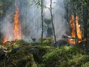 Incendi boschivi: nel 2025 aumenta la superficie andata in fumo. Necessario investire nella prevenzione Incendi boschivi: nel 2025 aumenta la superficie andata in fumo. Necessario investire nella prevenzione