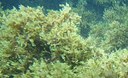 Istituito tavolo tecnico per far fronte alla rapida diffusione dell’alga Rugulopteryx okamurae
