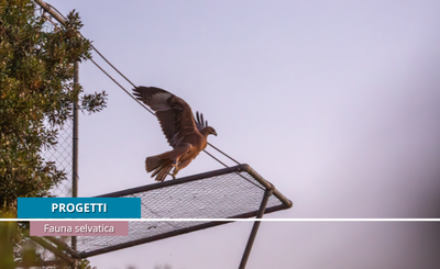 Aquila di Bonelli in Sardegna: il primo anno di lavoro del Life Abilas