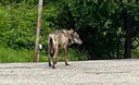 Le analisi genetiche di ISPRA confermano che l’animale responsabile degli attacchi a Vasto è una femmina di lupo