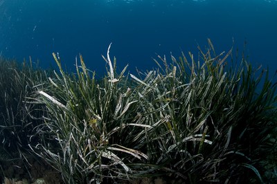 LIFE Sea Forest: le praterie di posidonia oceanica serbatoi di carbonio blu nel mediterraneo