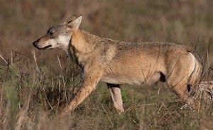 Lupo, Presidente ISPRA e SNPA Gallone:  “Subito un’alleanza per fermare illegalità e conflitti”