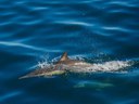 Monitoraggio di balene, delfini e tartarughe del mediterraneo. Progetto Life Conceptu Maris: in un anno, 556 avvistamenti e 13 incontri con i giganti del mar Tirreno