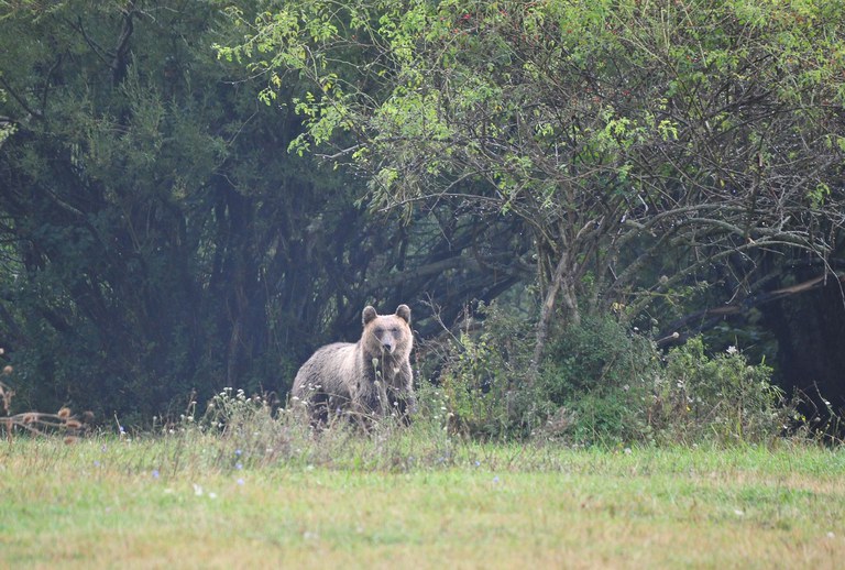 Orso bruno marsicano: presentata la nuova stima di popolazione nell’Appennino centrale
