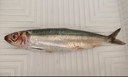 Pescati a Lampedusa oltre 100 esemplari di sardina di Golani Pescati a Lampedusa oltre 100 esemplari di sardina di Golani