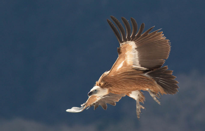 Piombo, veleno senza frontiere