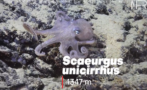 PNNR MER: Seamounts e specie profonde