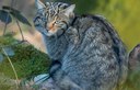 Progetto di Citizen Science per il monitoraggio del gatto selvatico in Italia Progetto di Citizen Science per il monitoraggio del gatto selvatico in Italia