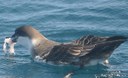 Pubblicato su Nature Communications uno studio sul rischio di esposizione alla plastica marina per gli uccelli oceanici