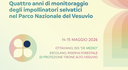 Quattro anni di monitoraggio degli impollinatori selvatici nel Parco Nazionale del Vesuvio