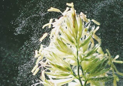 Questionario sui dati pollinici: il tuo contributo è importante!