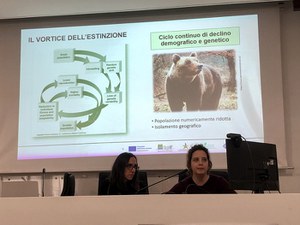 Stima popolazione orso bruno marsicano: conclusa seconda fase del monitoraggio genetico