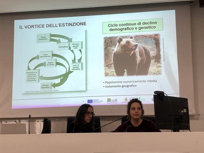 Stima popolazione orso bruno marsicano: conclusa seconda fase del monitoraggio genetico