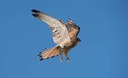 Un grillaio per la testa: il falco nelle zone del Parmigiano Reggiano