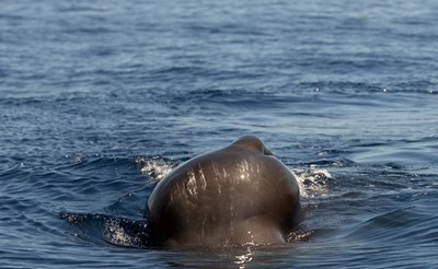 Una nuova area chiave per i capodogli nel Mar Egeo