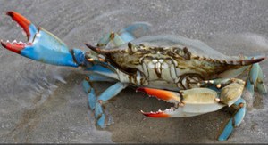 Workshop G7 sulle Specie Aliene Invasive, 26 novembre 2024