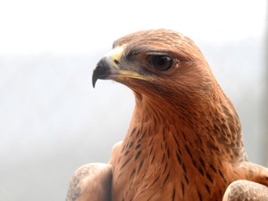 Aquile, cinghiali e Posidonia oceanica, ISPRA su Radio Rai e Rainews24