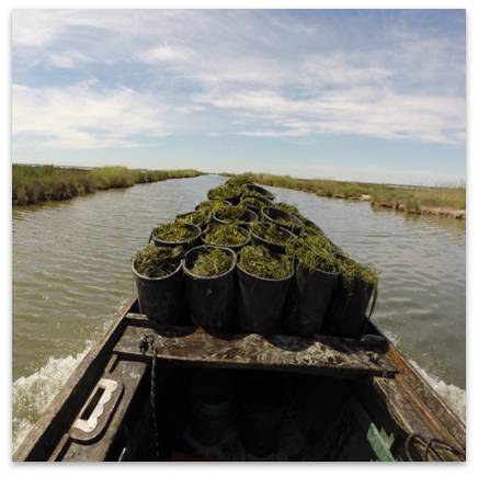 Trasporto delle zolle prelevate dal sito donatore verso i siti di intervento